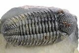 Prone, Spiny Drotops Armatus Trilobite - Top Quality Specimen #359165-1